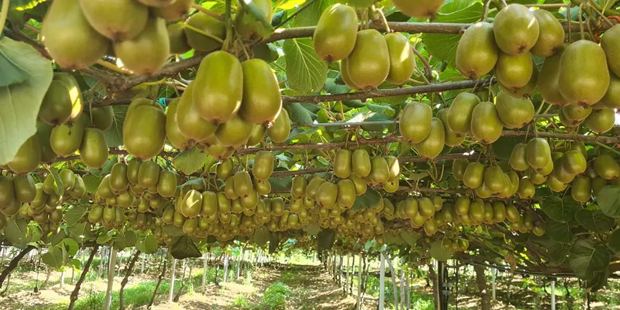 cultivation of kiwi fruit